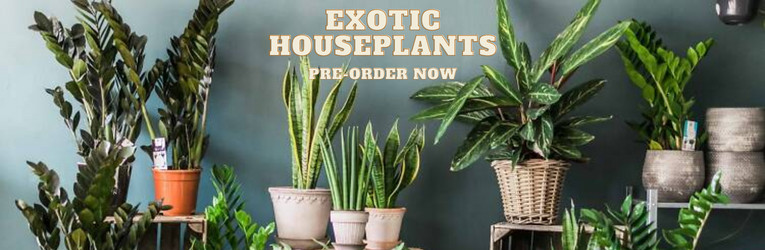 Exotic Tropicals & Houseplants