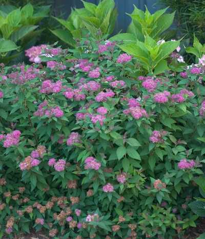 SPIRAEA DBL. PLAY DOOZIE 2 GAL.