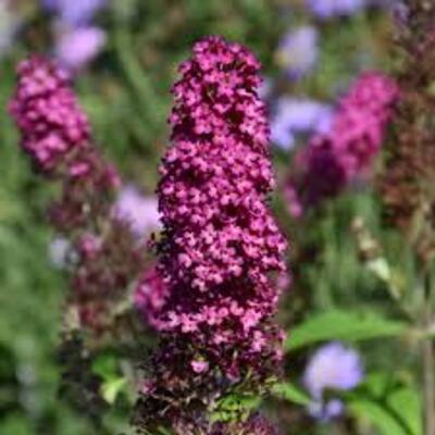 BUTTERFLY BUSH FUNKY FUCHSIA 3 GAL