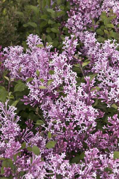 LILAC BLOOMERANG DWARF PURPLE -3 GAL